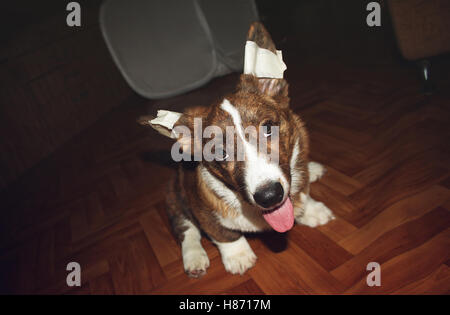 Welpe Welsh Corgi Cardigan mit bandagierten Ohren Stockfoto