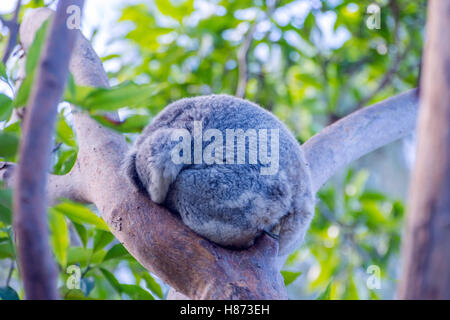 Koalabär schlafen auf einer Eukalyptus-Baum Stockfoto