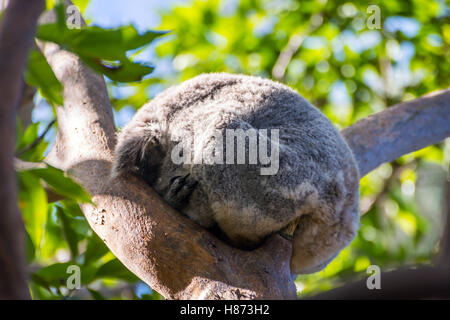 Koalabär schlafen auf einer Eukalyptus-Baum Stockfoto