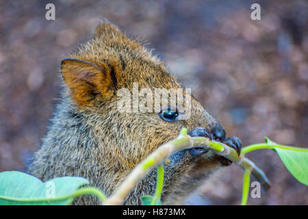 Quokka, einheimischen australischen Tier, Essen Äste Stockfoto