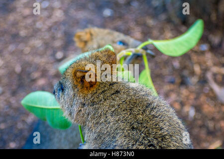 Quokka, einheimischen australischen Tier, Essen Äste Stockfoto