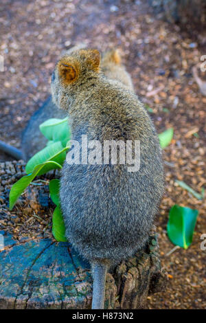 Quokka, einheimischen australischen Tier, Essen Äste Stockfoto