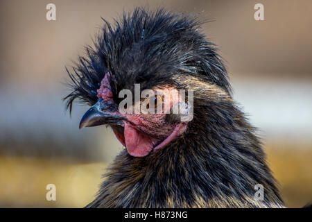 Schwarze Henne mit langen Federn, Nahaufnahme Stockfoto