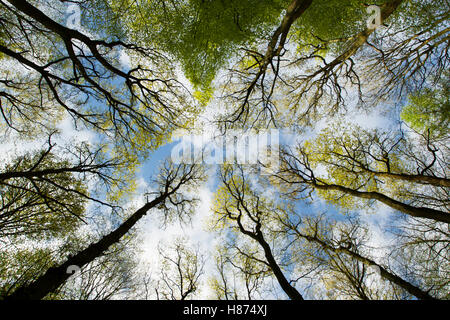 Weitwinkelaufnahme aus der Bodenebene von Buchenbäumen, Coton Manor Gardens, in der Nähe von Guilsborough, Northamptonshire, England, VEREINIGTES KÖNIGREICH. Stockfoto