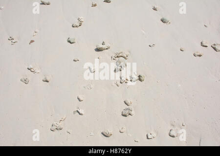 Riff-Felsen mit tote Korallen am Strand Stockfoto