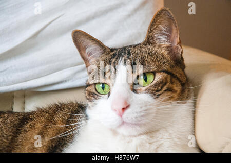 Entspannte Tabby und weiße Katze. Schließen Sie die Ansicht. Stockfoto