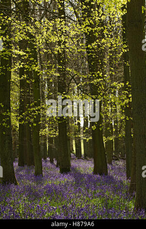 Bluebells und Buchen mit sich gerade öffnenden Blättern, Coton Manor Gardens, in der Nähe von Guilsborough, Northamptonshire, England, VEREINIGTES KÖNIGREICH. Stockfoto