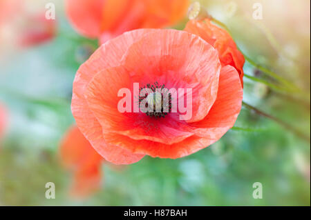 Roten Feld Mohn Stockfoto