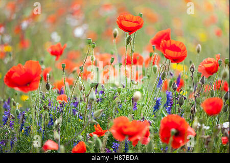 Roten Feld Mohn Stockfoto