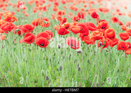 Roten Feld Mohn Stockfoto