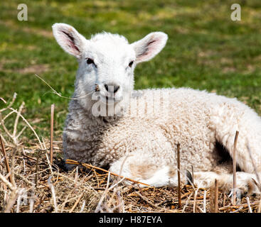 Entspannte Lamm in der Sonne liegen und das getrocknete Gras kauen Stockfoto