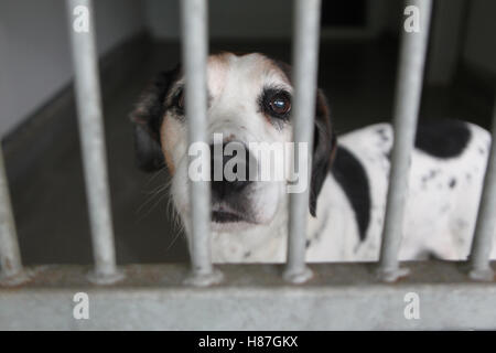 Hund im Tierheim Stockfoto