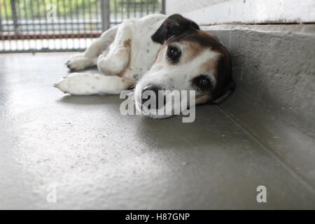 Hund im Tierheim Stockfoto