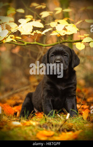 Schwarze Labrador Retriever Welpen in Herbstlandschaft Stockfoto