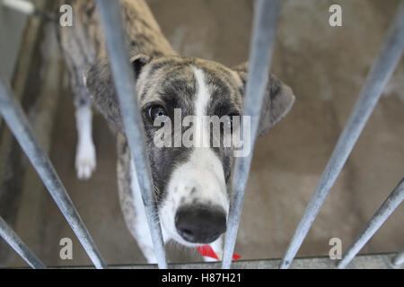 Hund im Tierheim Stockfoto