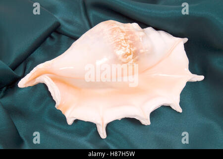 Rapana Muschel auf blauem material Stockfoto