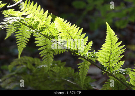 Bracken, Gegenlicht Stockfoto