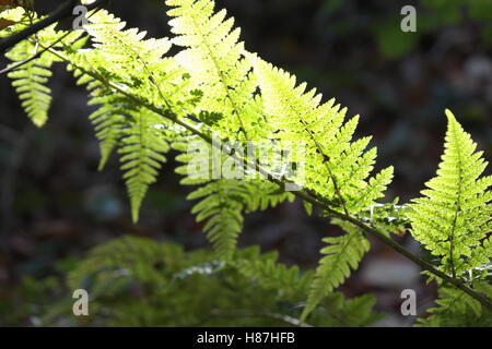 Bracken, Gegenlicht Stockfoto