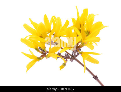 Forsythien Blumen isoliert auf weißem Hintergrund Stockfoto