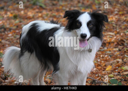 Border-Collie spielen im Wald Stockfoto