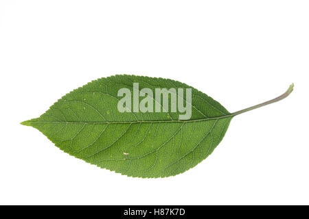 Apfel, Apfelbaum, Kulturapfel, Kultur-Apfel, Malus Domestica, Apple, Le pommier Domestique, pommier Commun. Blatt, Blätter, Blatt Stockfoto