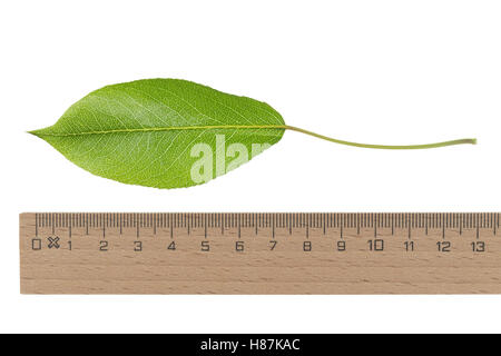 Birne, Birnbaum, Kultur-Birne, Kulturbirne, Garten-Birnbaum, Obstbaum, Pyrus Communis, gemeinsame Birne, Poirier Commun. Blatt, Blätt Stockfoto