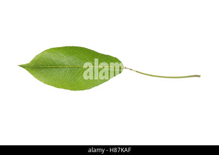 Birne, Birnbaum, Kultur-Birne, Kulturbirne, Garten-Birnbaum, Obstbaum, Pyrus Communis, gemeinsame Birne, Poirier Commun. Blatt, Blätt Stockfoto