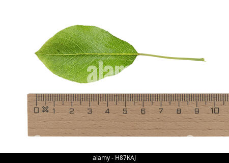 Birne, Birnbaum, Kultur-Birne, Kulturbirne, Garten-Birnbaum, Obstbaum, Pyrus Communis, gemeinsame Birne, Poirier Commun. Blatt, Blätt Stockfoto