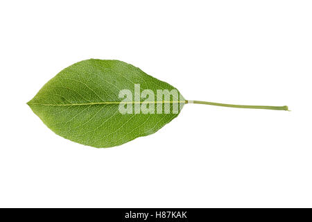 Birne, Birnbaum, Kultur-Birne, Kulturbirne, Garten-Birnbaum, Obstbaum, Pyrus Communis, gemeinsame Birne, Poirier Commun. Blatt, Blätt Stockfoto