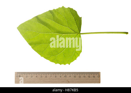 Chinesischer Blauglockenbaum, Kaiserbaum, Kaiser-Paulownie, Blauglockenbaum, Kiribaum, Paulownia Tomentosa, Paulownia imperialis Stockfoto