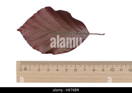 Purpurbuche, Blut-Buche, Blutbuche, Purpur-Puche, Fagus Sylvatica F. Purpurea, Fagus Sylvatica F. Atro-Saftling, Rot-Buche, Rotbu Stockfoto