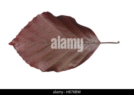 Purpurbuche, Blut-Buche, Blutbuche, Purpur-Puche, Fagus Sylvatica F. Purpurea, Fagus Sylvatica F. Atro-Saftling, Rot-Buche, Rotbu Stockfoto