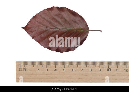 Purpurbuche, Blut-Buche, Blutbuche, Purpur-Puche, Fagus Sylvatica F. Purpurea, Fagus Sylvatica F. Atro-Saftling, Rot-Buche, Rotbu Stockfoto