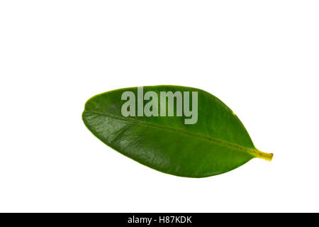 Buchsbaum, Buchs, Buxus Sempervirens, gemeinsame Box, Europäische Box, Buchsbaum, Buis Commun, Buis Toujours senkrechten Blatt, Blätter, Blatt, Stockfoto