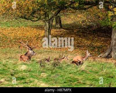 Rothirsch im Studley Royal Deep Park im Herbst Ripon Yorkshire England Stockfoto