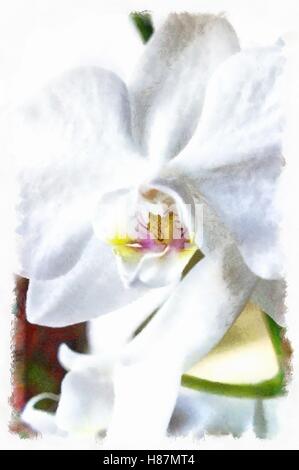 Orchidee Blume weiß Stockfoto