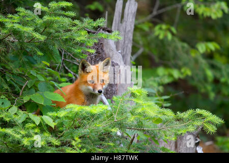 Red Fox (Vulpes vulpes) Kit heraus spähen aus dem Gebüsch in Algonquin Park in Kanada Stockfoto