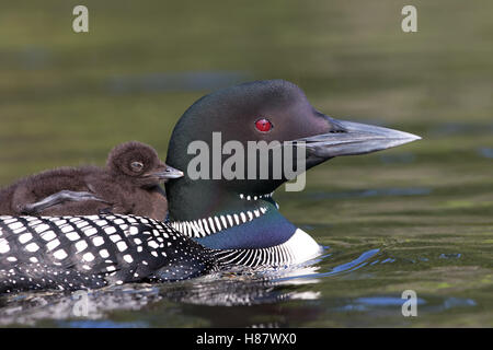 Common loon Schwimmen mit Küken auf dem Rücken in Kanada Stockfoto