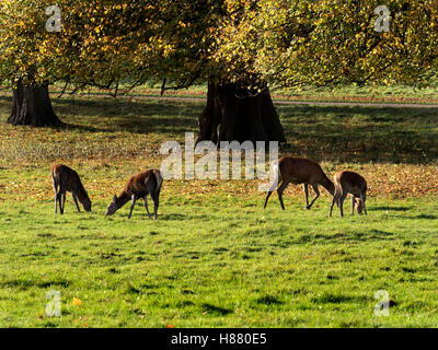 Red Deer Beweidung im Studley Royal Deer Park im Herbst Ripon Yorkshire England Stockfoto