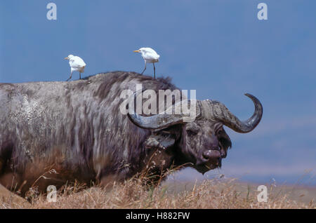 Afrikanischer Büffel (Syncerus Caffer) zwei Kuhreiher (Bubulcus Ibis) sitzt an der Spitze, Ngorongoro Crater, Tansania Stockfoto