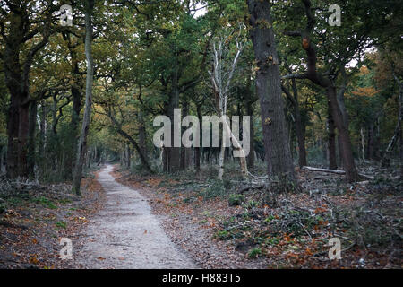 Weg durch Herbst-Farben in den Wäldern, Sutton Park, Sutton Coldfield, West Midlands, England. Stockfoto