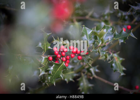 Die Beeren rot Holly in Sutton Park, Sutton Coldfield, West Midlands, England. Stockfoto