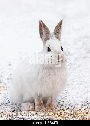 Snowshoe Hare oder unterschiedliche Hase (Lepus americanus) im Winter in Kanada Stockfoto