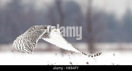 Snowy Owl fliegt tief über ein schneebedecktes Feld in Kanada Stockfoto