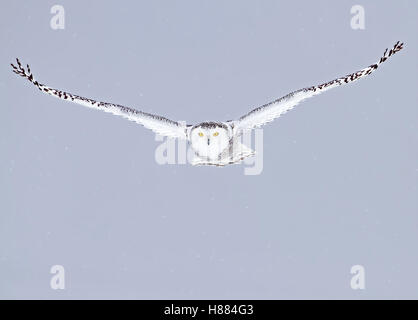 Snowy Owl fliegt tief über ein schneebedecktes Feld in Kanada Stockfoto