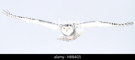 Snowy Owl fliegt tief über ein schneebedecktes Feld in Kanada Stockfoto