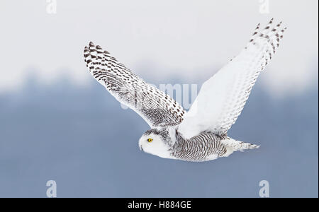 Snowy Owl fliegt tief über ein schneebedecktes Feld in Kanada Stockfoto