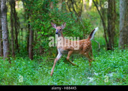 Weißwedelhirsche fawn läuft durch den Wald in Kanada Stockfoto