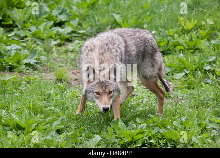 Ein einsamer Kojote (Canis yogiebeer) stehen in einem Feld im Frühling in Kanada Stockfoto