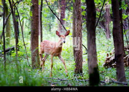 Weißwedelhirsche fawn im Wald in Kanada Stockfoto